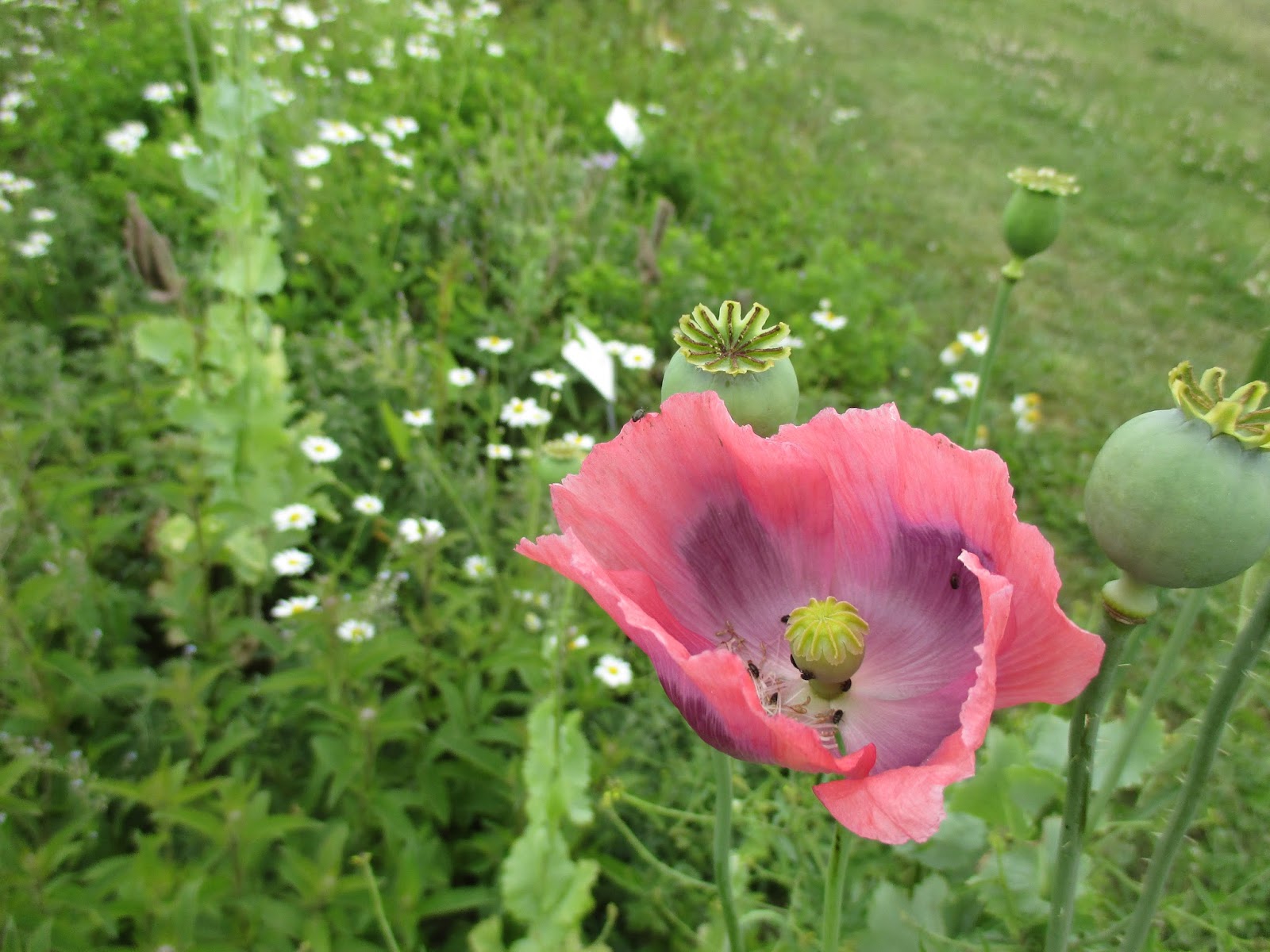 Kartenzauber und mehr.... Gartenparadies entdeckt Selbsterntegarten