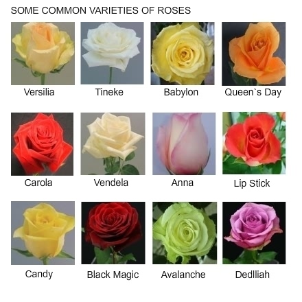 Сколько сортов роз