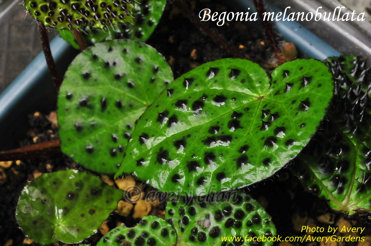 Avery Gardens Begonia melanobullata