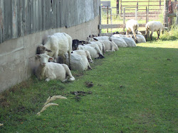 they meadowcreek lined along
