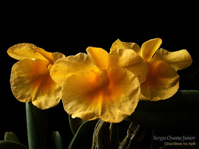Orquídea Dendrobium aggregatum