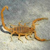 Scorpion Hunting: Or, the Insidious Nature of Fighting Leftist Ideologues