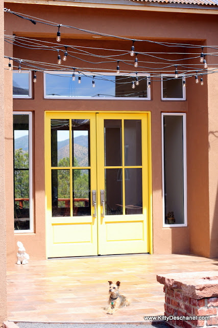 patio lights with a dog