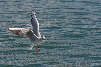in a frame of mind seagull posing?