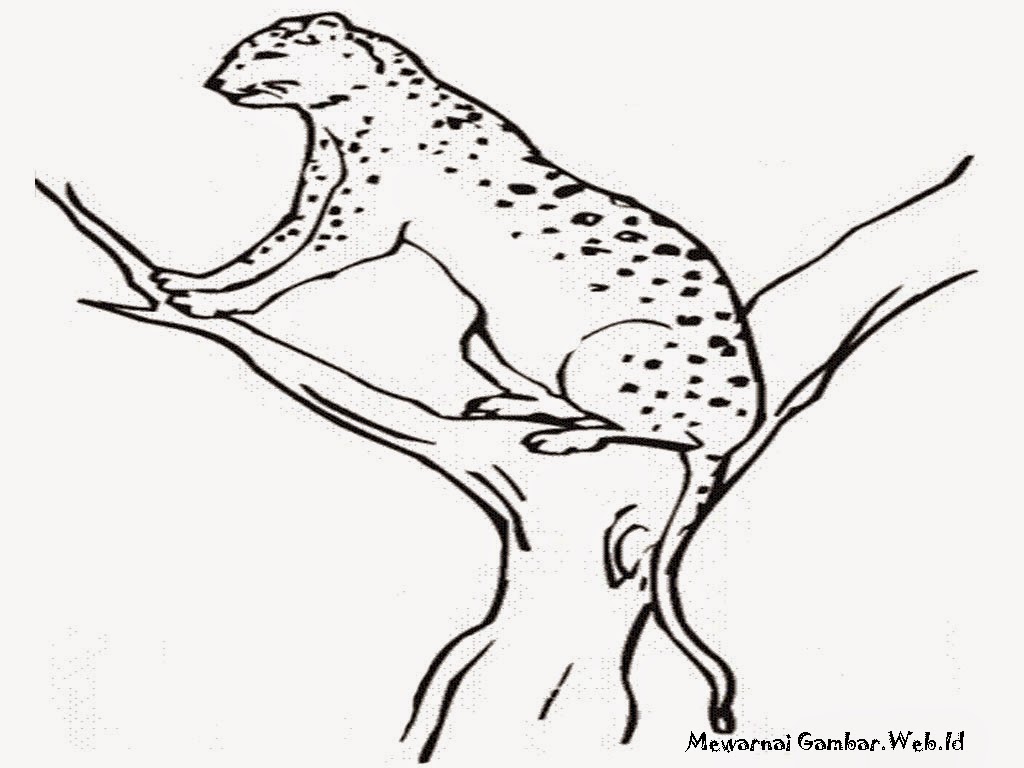 Gambar Cheetah Diatas Pohon Untuk Diwarnai