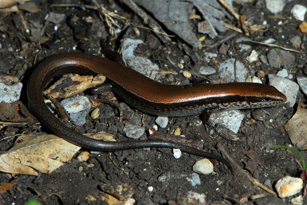 Snakes Snakes With Legs