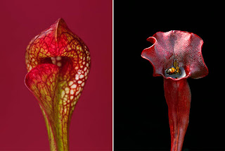 carnivorous-plant