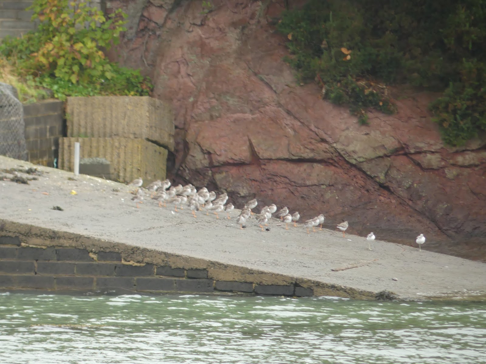 Pembrokeshire Birds Blackbridge, Milford Haven