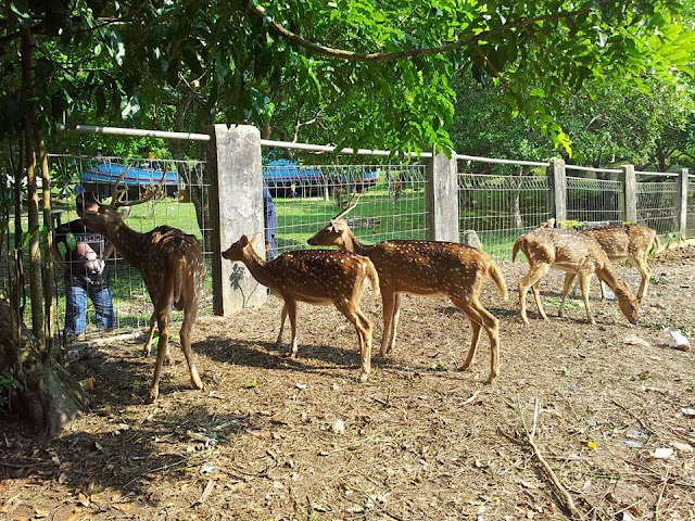 mini zoo pulau galang mini zoo pulau galang