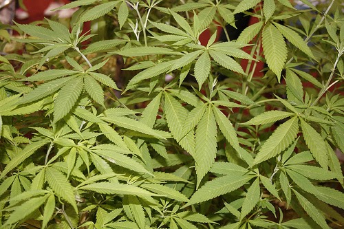 marijuana oprește pierderea în greutate