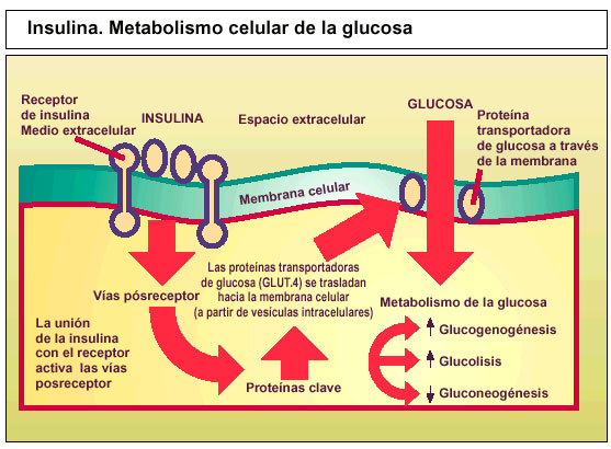 Esquema movil de insulina pdf Esquema movil de insulina pdf