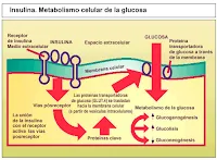 Metabolismo de la glucosa