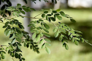 Moringa boom