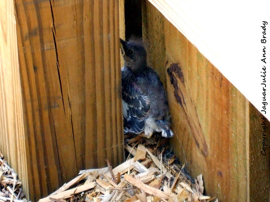 Baby Mockingbird Hiding Behind Fence Post Baby Mockingbird Hiding Behind Fence Post
