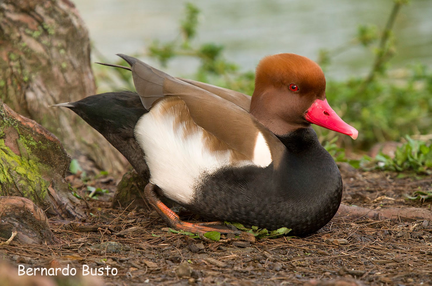 RÍA DE LA VILLA: marzo 2014
