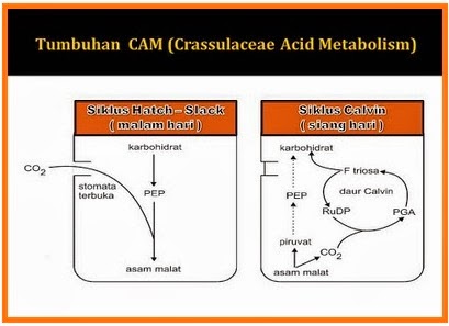 Tumbuhan CAM (Crassulacean Acid Metabolism) | sharing is caring