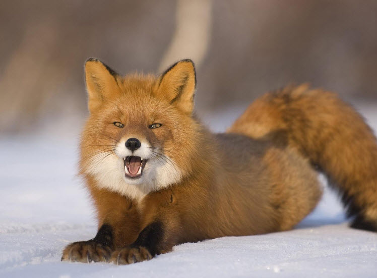 Animal You Red Fox