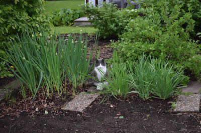 Piplök, Allium fistulosum och kinesisk gräslök, Allium tuberosum