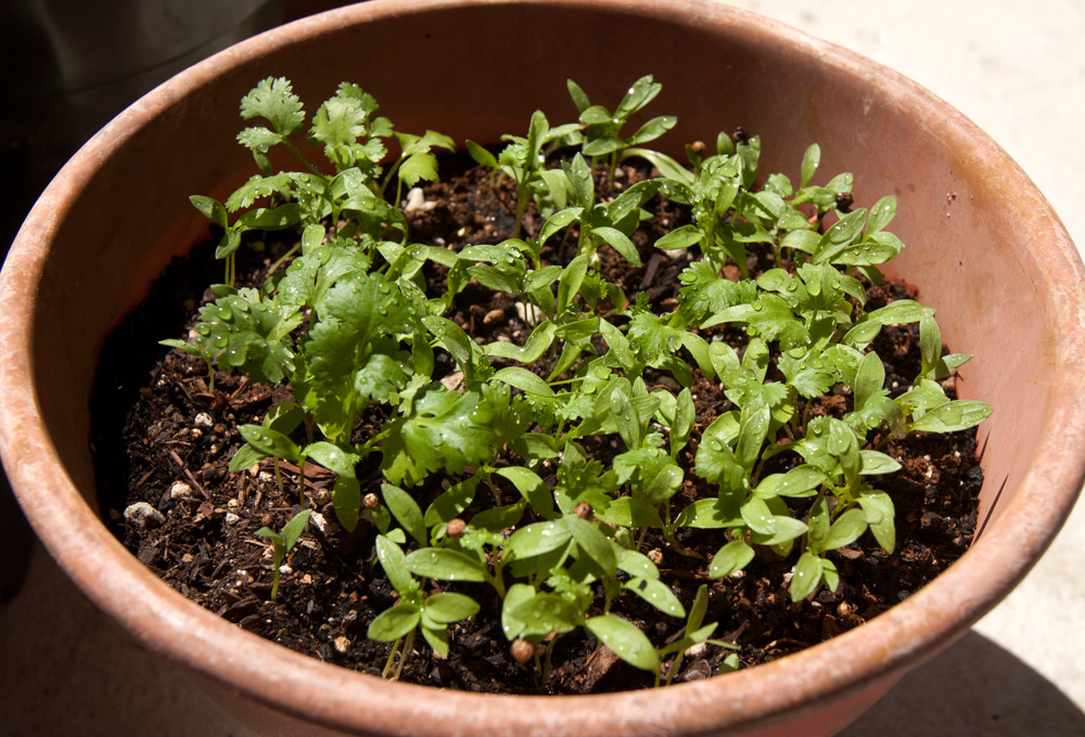 cilantro seedlings
