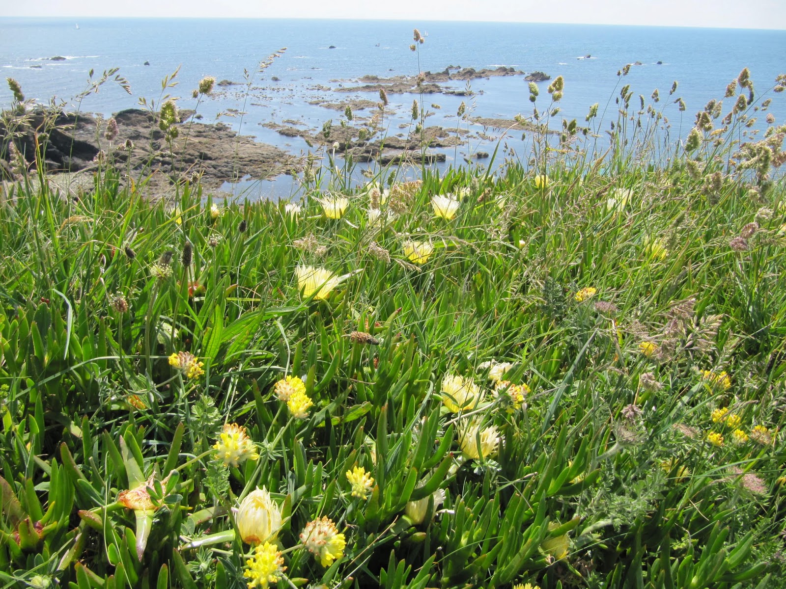 Barry Wills' Blog Cornwall in full bloom