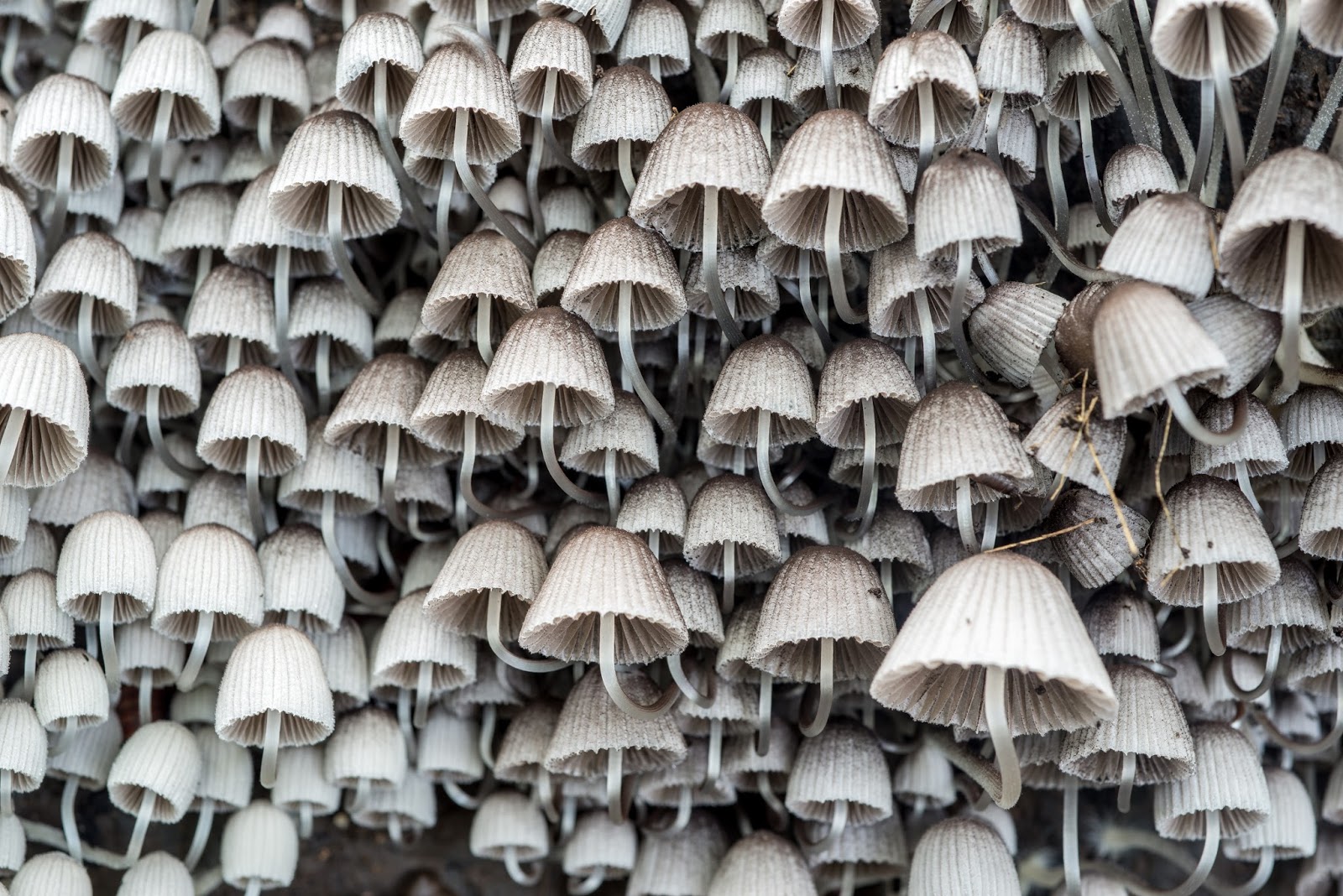 The 3 Foragers Foraging for Wild, Natural, Organic Food Wild