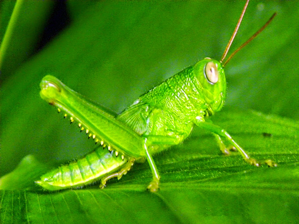 гусеница бабочки carthaea saturnioides. гусеница кузнечика. кузнечик уэта. зеленое насекомое с крыльями. гусеница кузнечика.