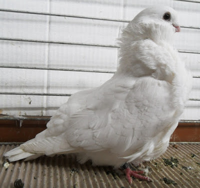 chinese pigeons - owl pigeon breed - white pigeons - fancy pigeons