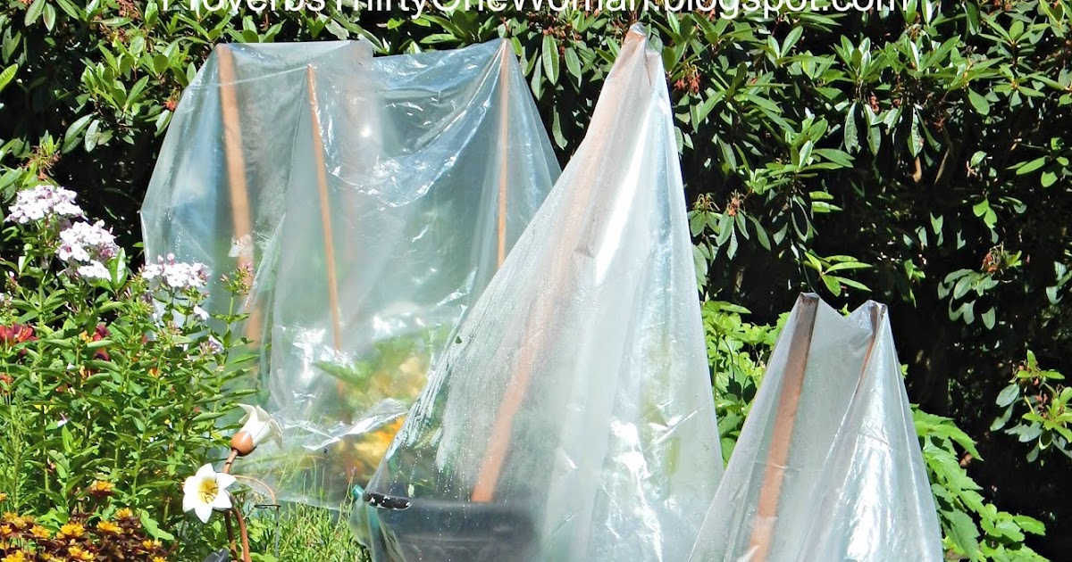Easy Plastic Bag "Greenhouses" Proverbs 31 Homestead