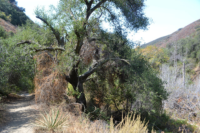 along the trail