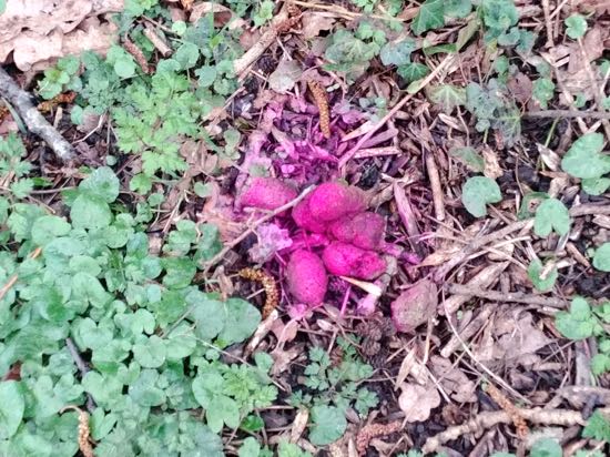 Dog mess sprayed pink by North Mymms Parish Council Image by North Mymms News released under Creative Commons BY-NC-SA 4.0