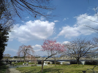 鴨川今出川の桜
