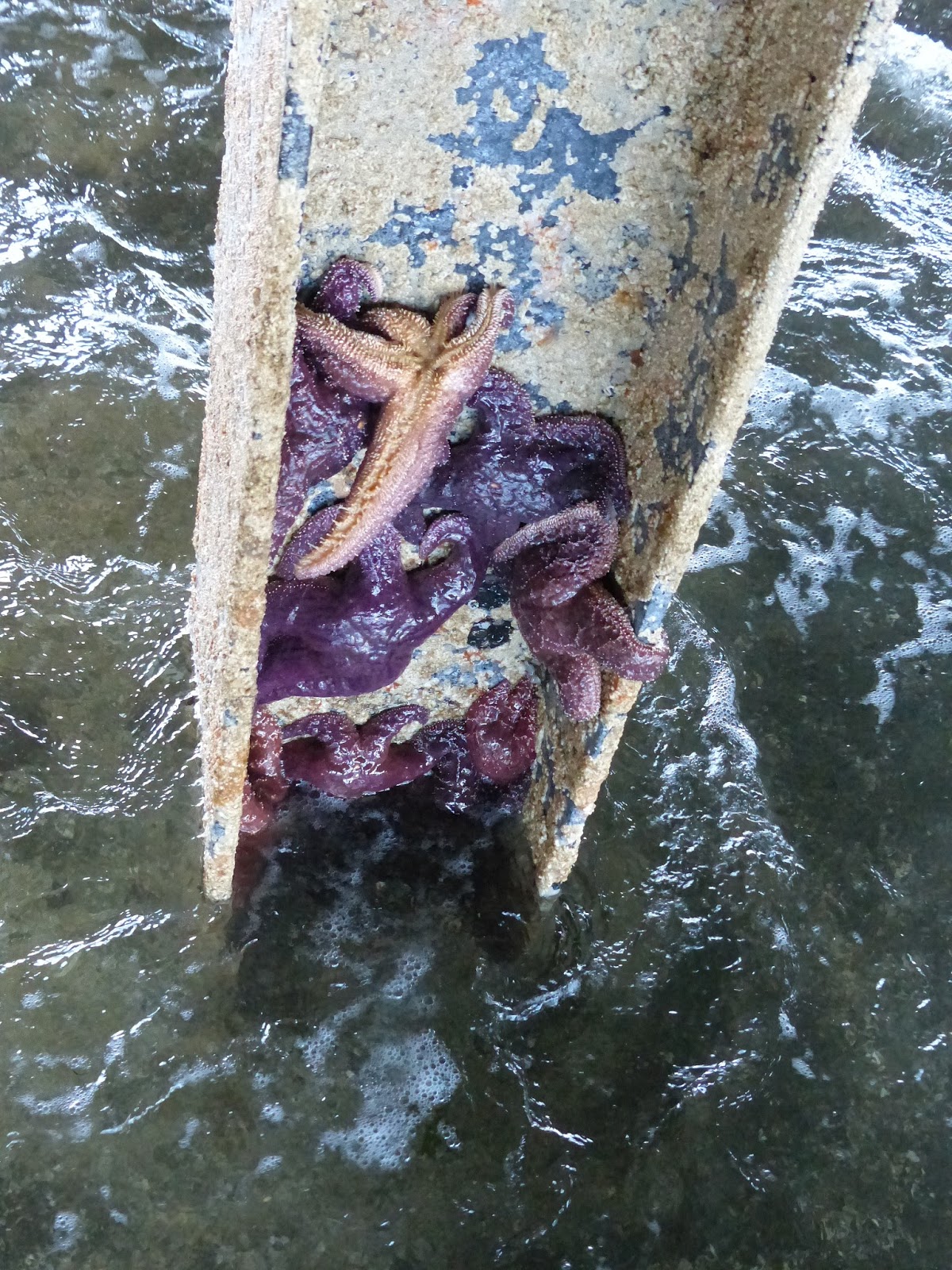 Buzz's Marine Life of Puget Sound: SEA STAR REFUGE FROM SSWD?