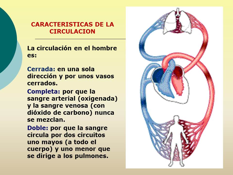 Biología didáctica NSC 2° Circulación Humana Biología didáctica NSC 2° Circulación Humana
