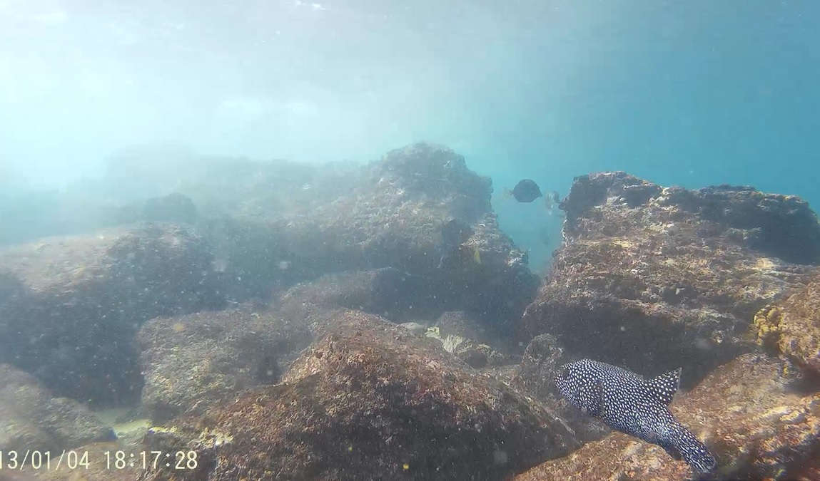 Puerto Escondido Oaxaca surfing Informaciòn turìstica Snorkel Puerto
