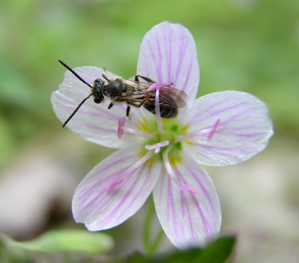 Pollinators Early Spring Pollinators and their Flowers