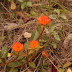 Uma flor do Cerrado:  Para-tudo, a flor que nunca murcha