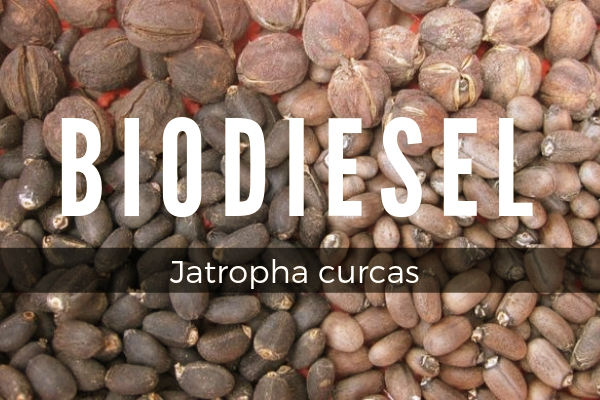 Para auto-abastecerse de biodiesel con Jatropha curcas, produce semillas con un contenido de aceite del 37%