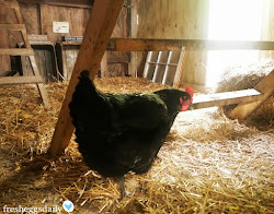 chicken coop security measures