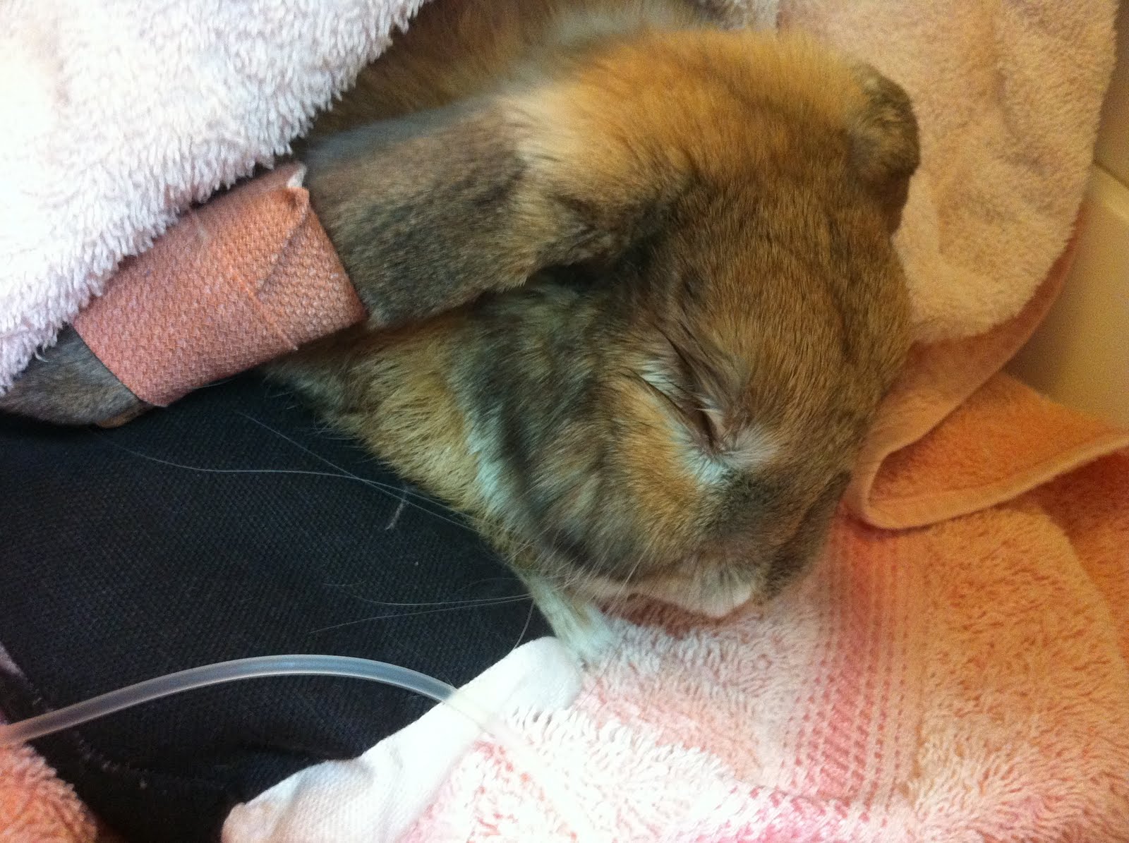 Of you, I am fond: Poorly Bunny