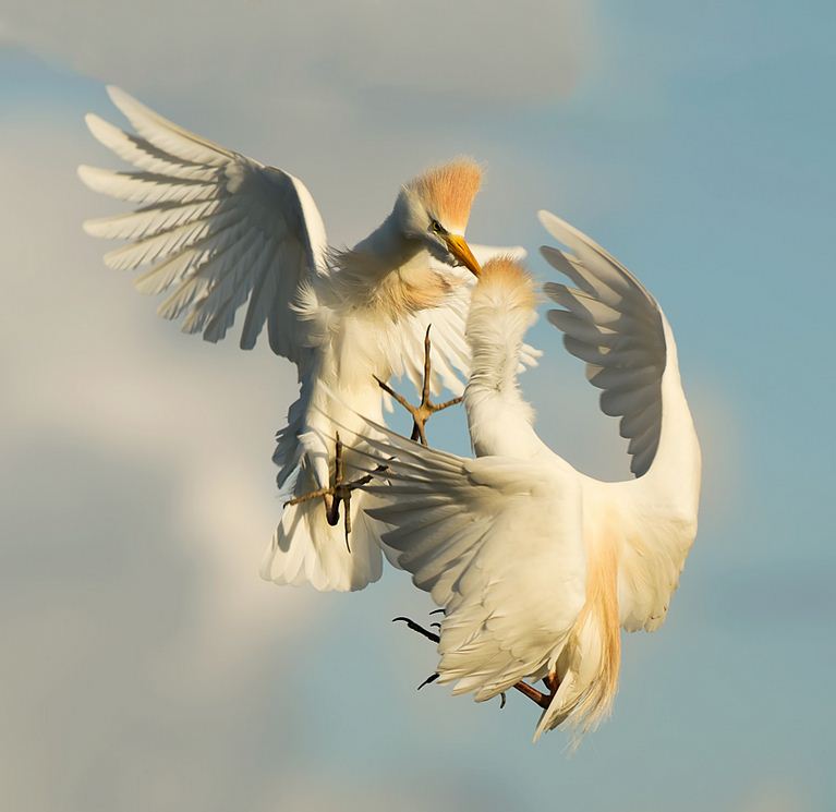 The Mirror Two Birds