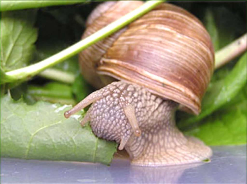 snail farming business, commercial snail farming, commercial snail farming business, snail, snail farming, snail photo, snail picture