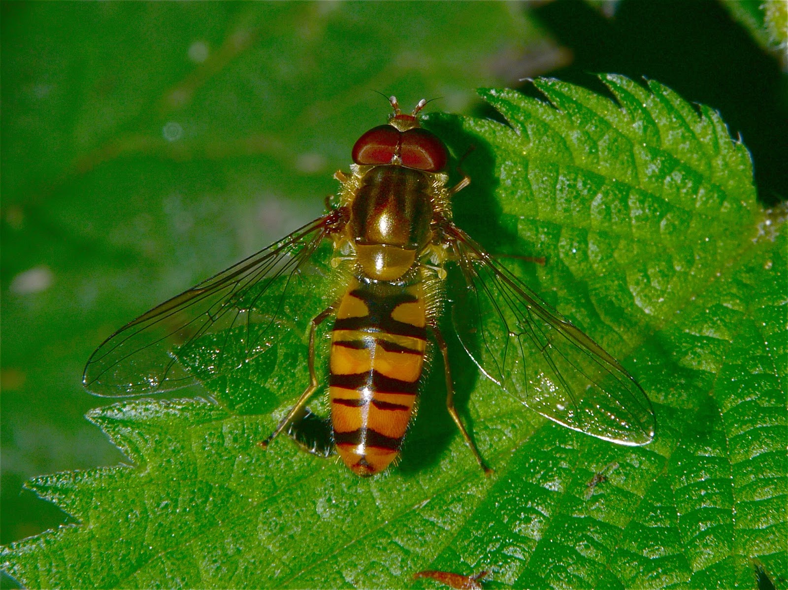 Northwest Norfolk Naturalists Marmalade Hoverfly
