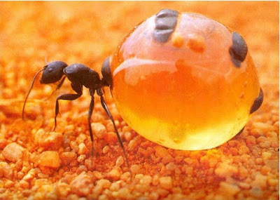 Мравките в изкуството от древността до днес Honey%2Bpot%2Bants