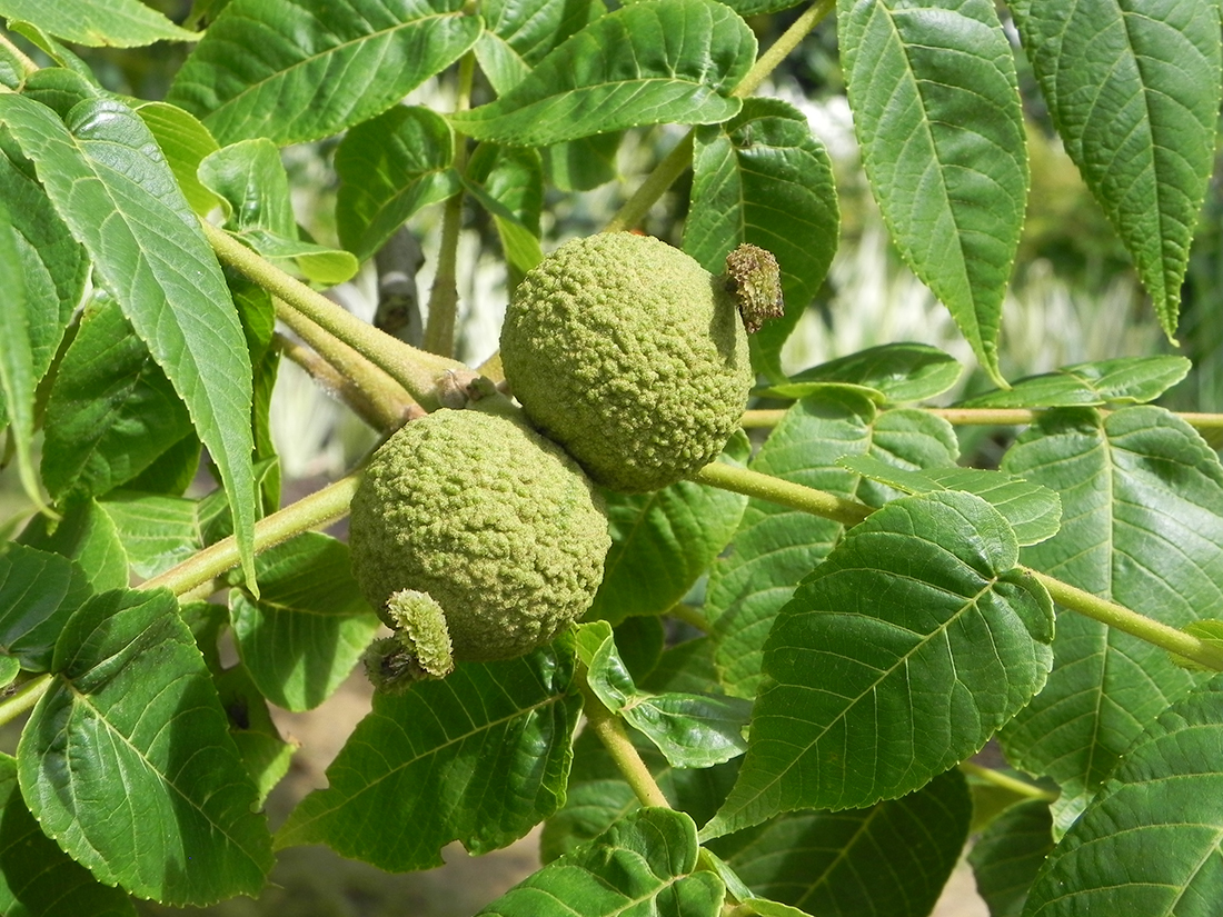 El Nogal Negro (juglans Nigra) Tintura Orgánica Hojas | Envío Gratis