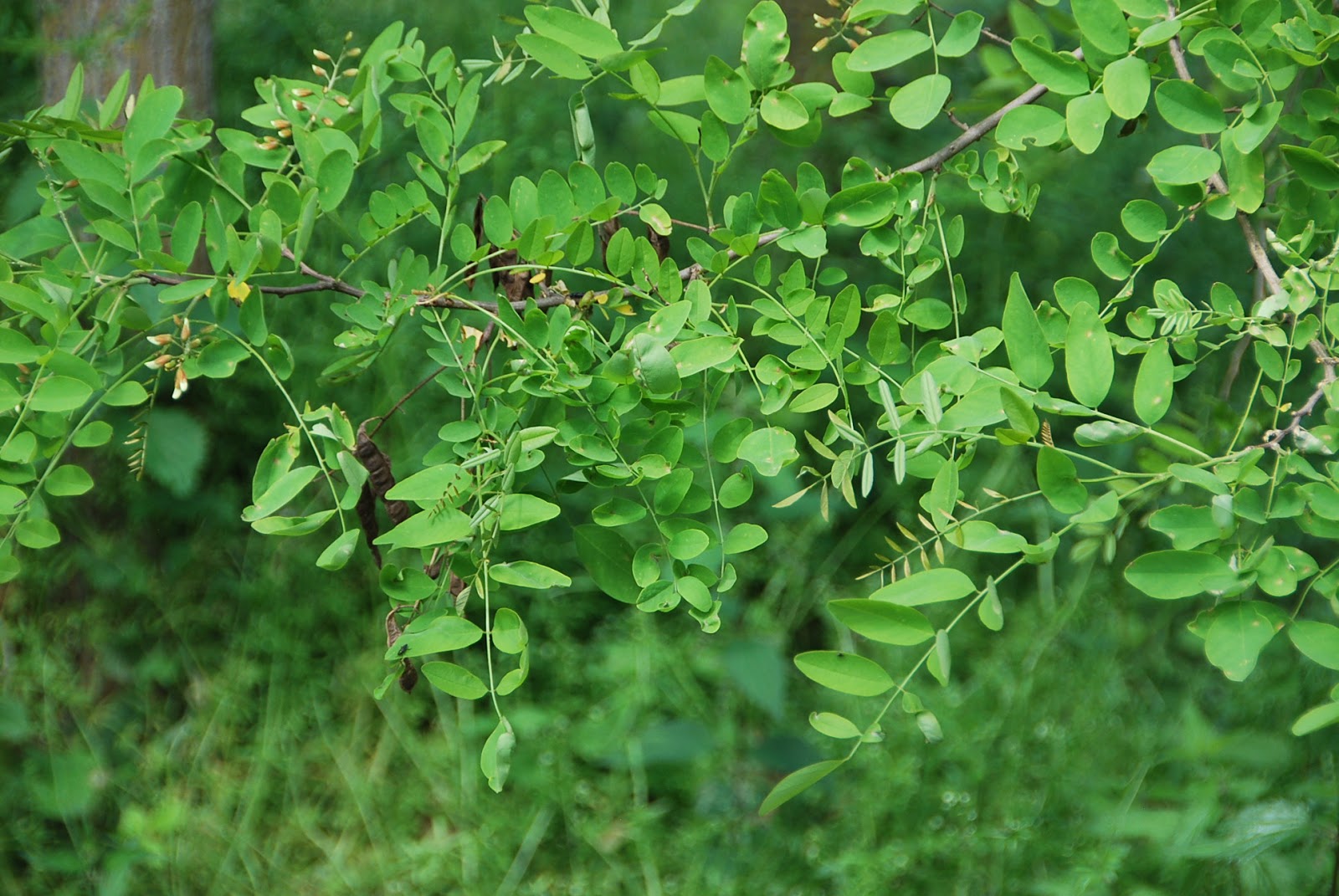 Fotos de flores ÁRBOLES Y FLORES DE LAS ACACIAS