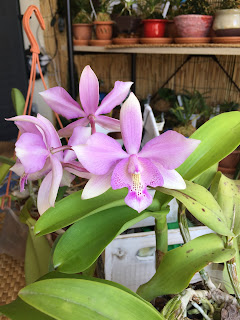 , Diacattleya Chantilly Lace, diarid'orchidee