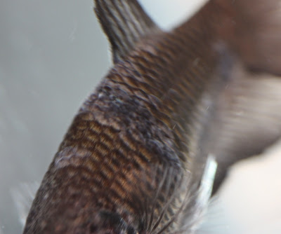 ENFERMEDAD MYCOBACTERIUM EN LOS PECES BETTAS ENFERMEDAD MYCOBACTERIUM EN LOS PECES BETTAS