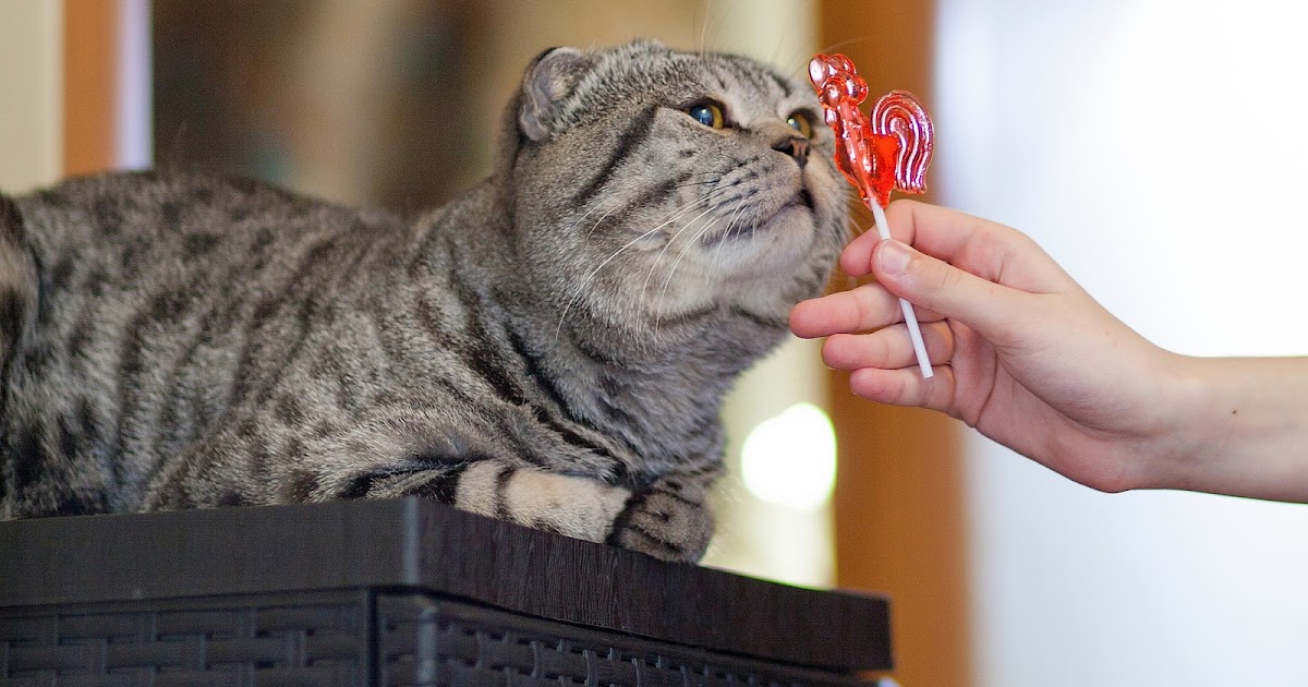 ජනේලය පූසන්ට පැණිරස දැන්නේ නෑලූ.....