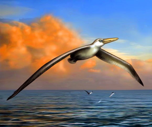 Pelagornis sandersi