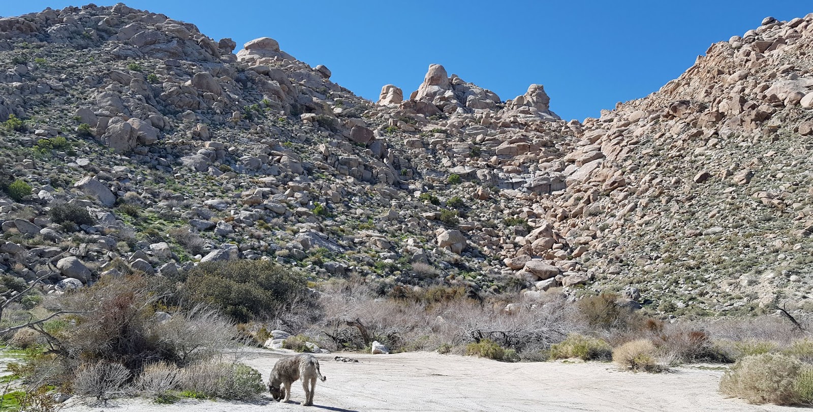 ARMCHAIR HIKER SAN DIEGO Dos Cabezas Spring Anza Borrego Desert